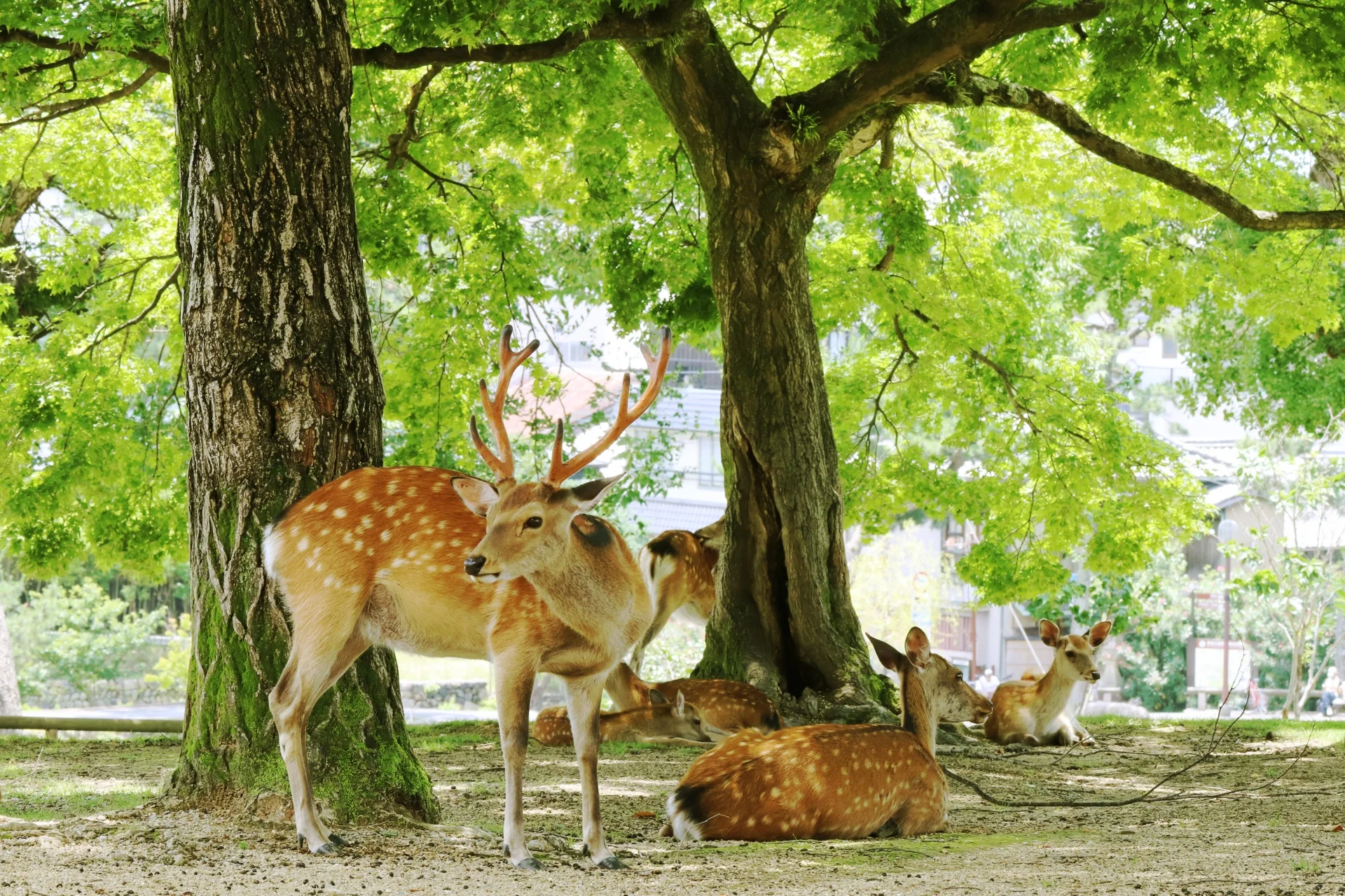 page-header